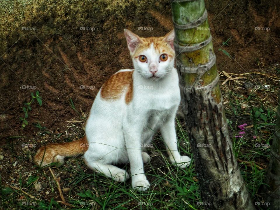 A Cute Cat Sitting In The Garden
