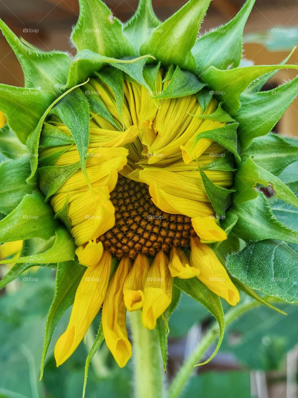 Sunflower opening