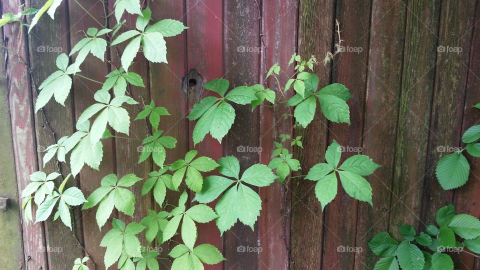 Ivy Vines
