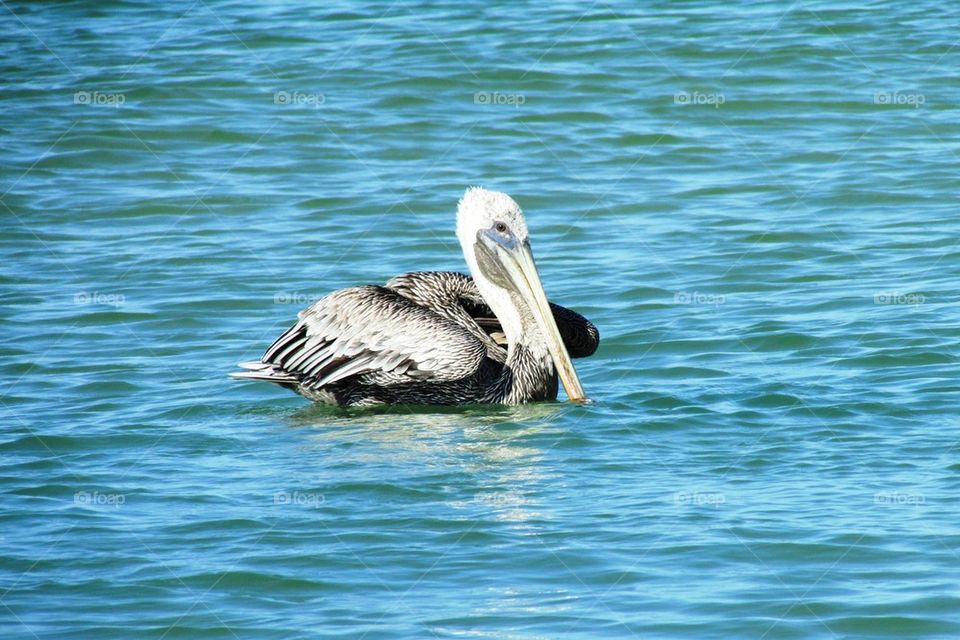 Pelican 