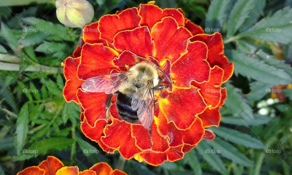 Marigold & Bumblebee