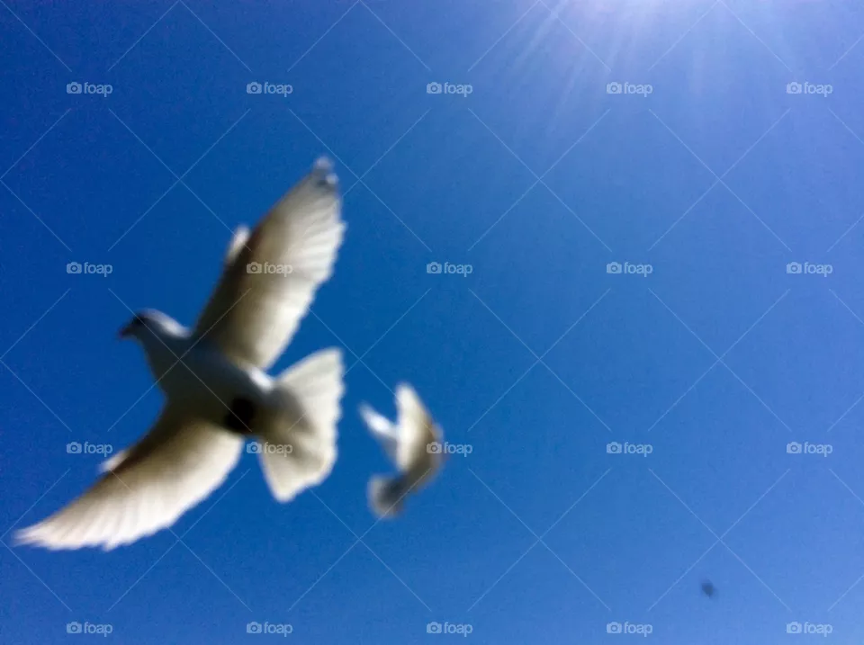 White dove