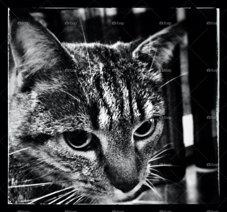 white black grey cat by elektroseb