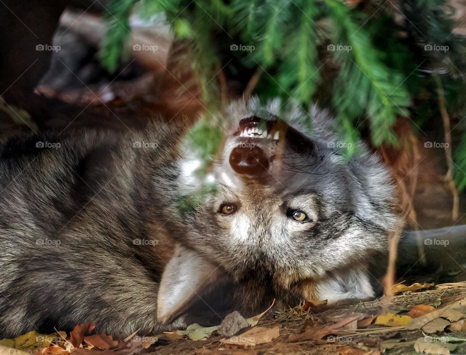 Playful Mexican wolf 