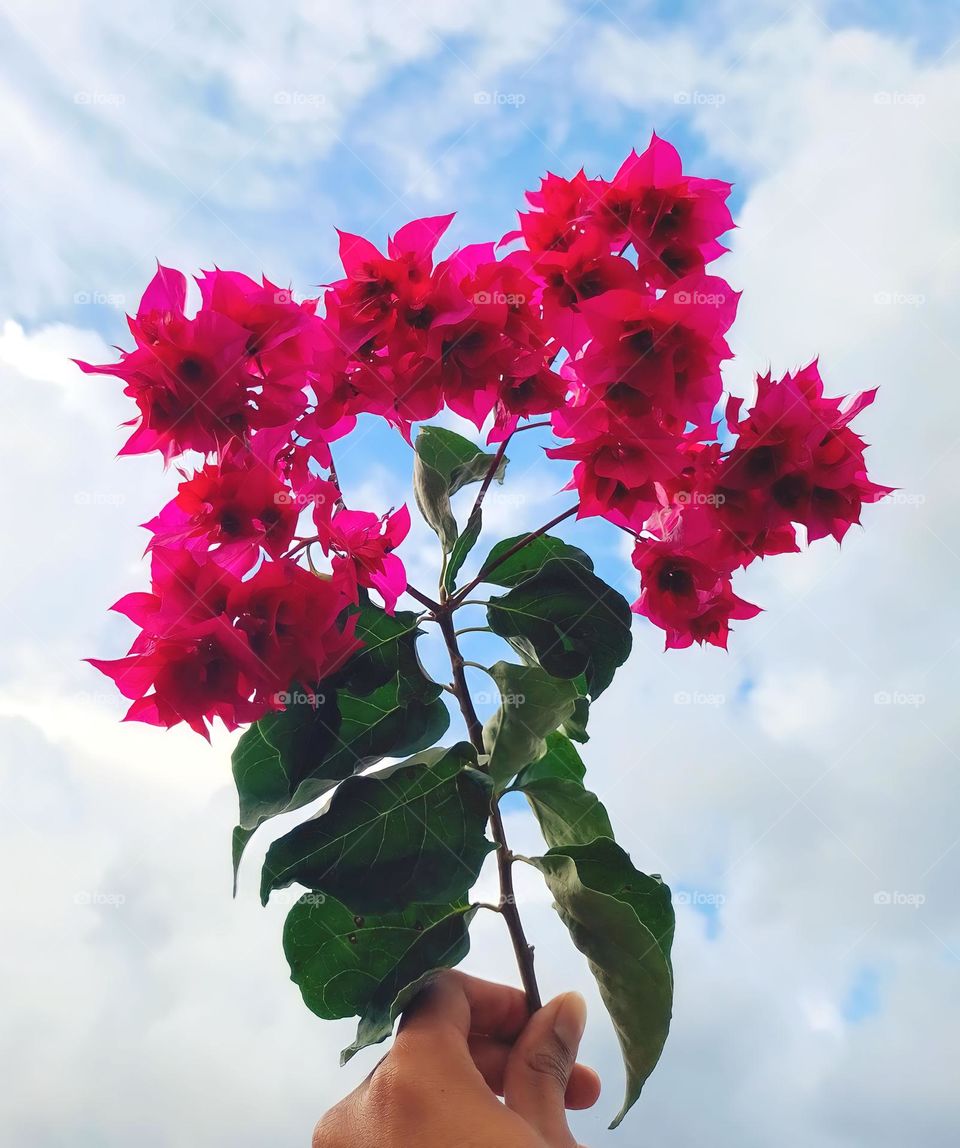 magenta bougainvillea with sky in the background