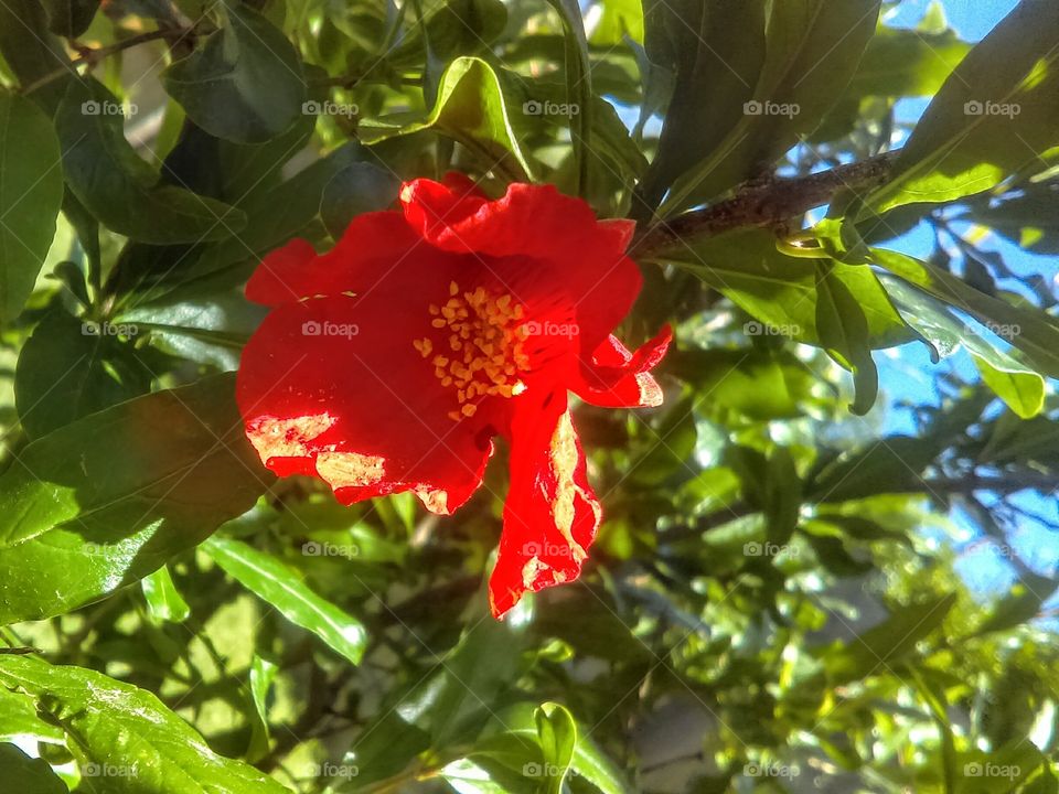 Sun shining on a pomegranate flower