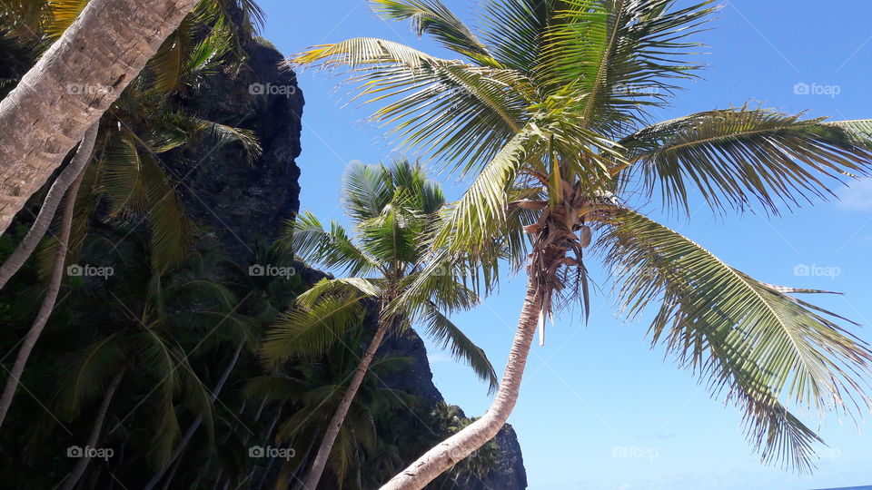 Palm tree's paradise