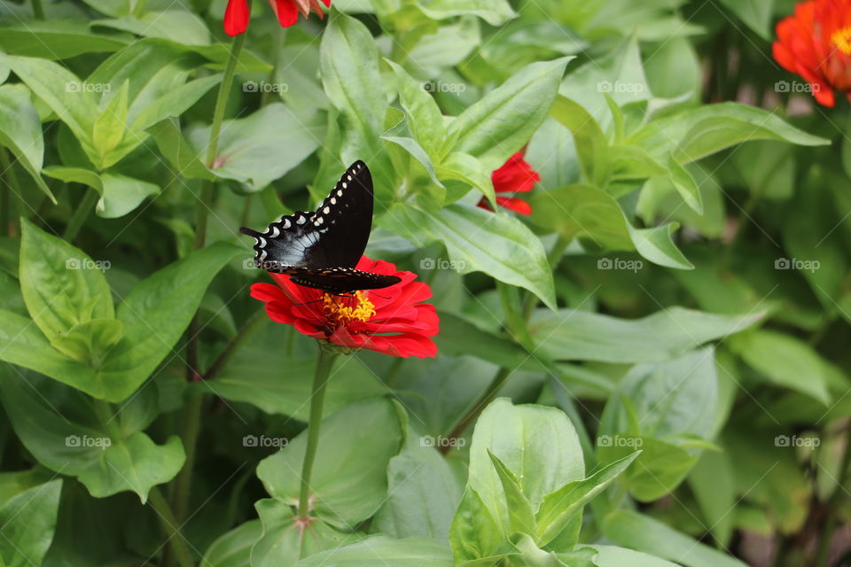 Butterfly in the Garden