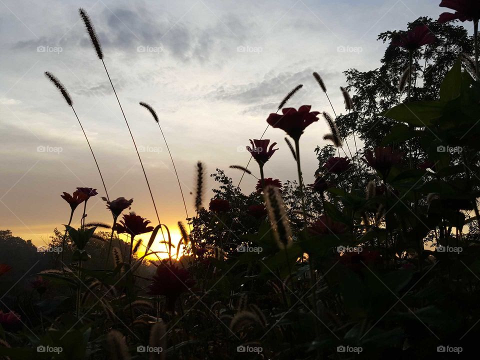Sunset, Landscape, Dawn, Sky, Tree