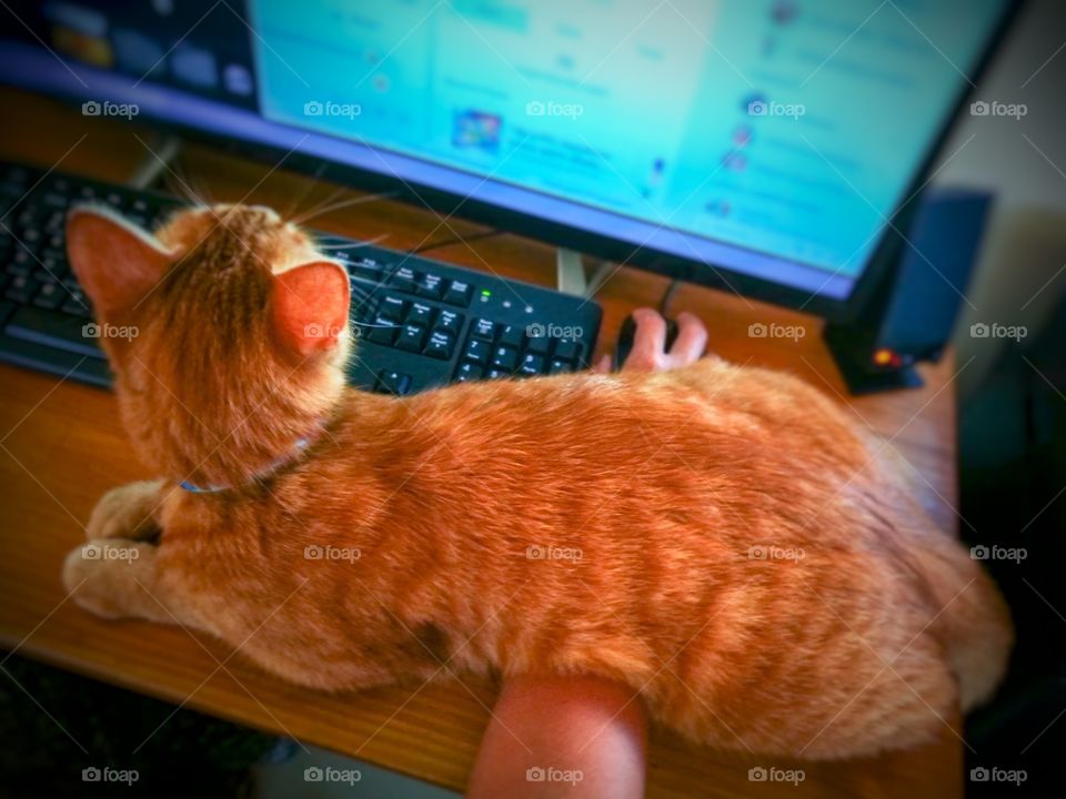 Cat sitting on owner's arm.