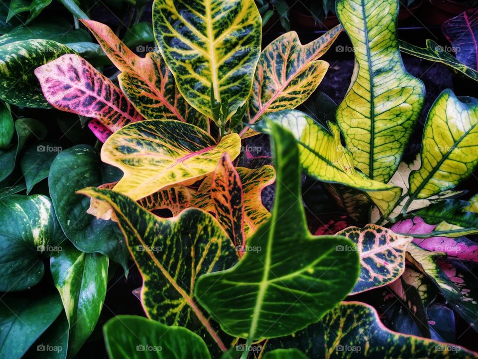 Flora, Leaf, Nature, Color, Garden