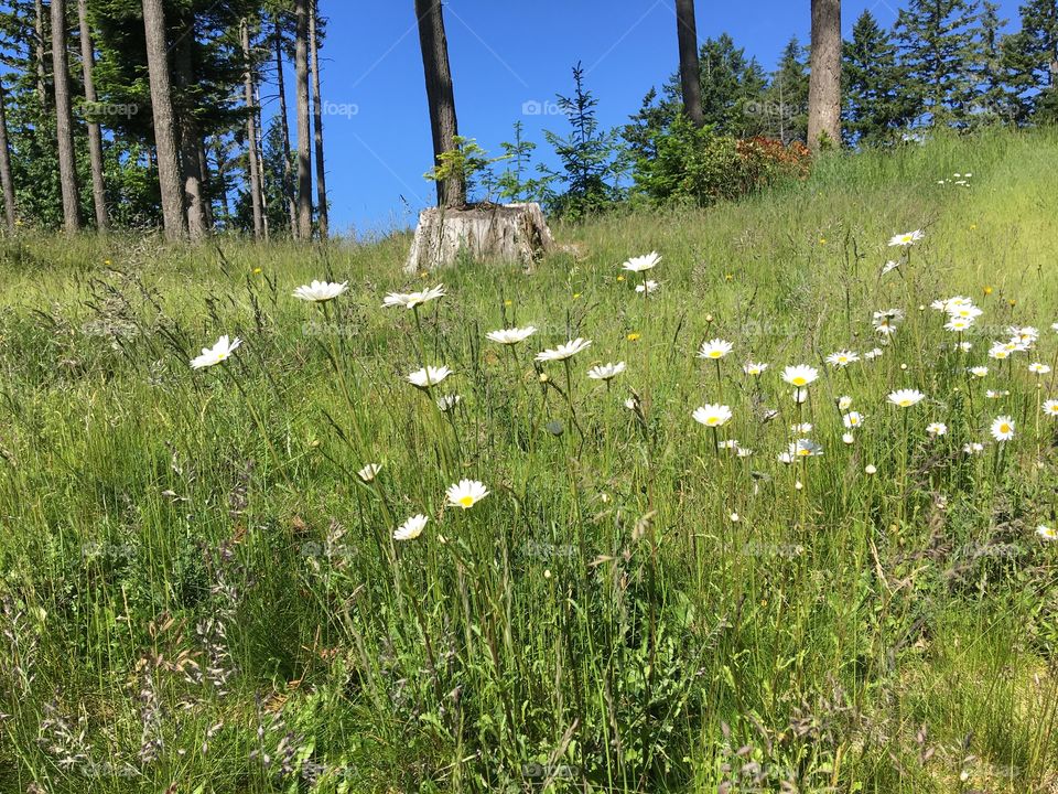 On the trail