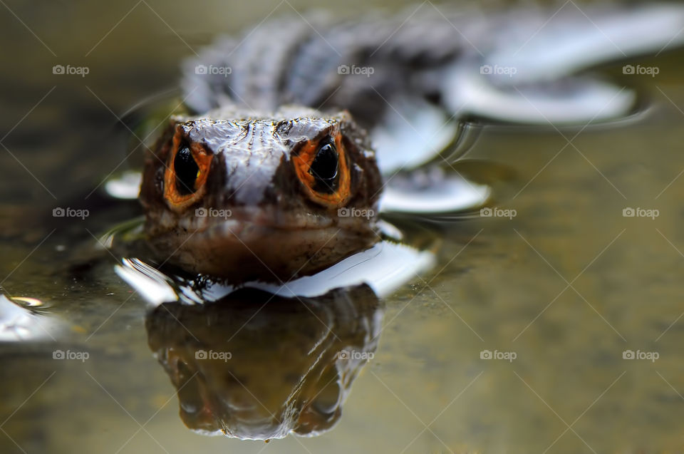 Face off croc