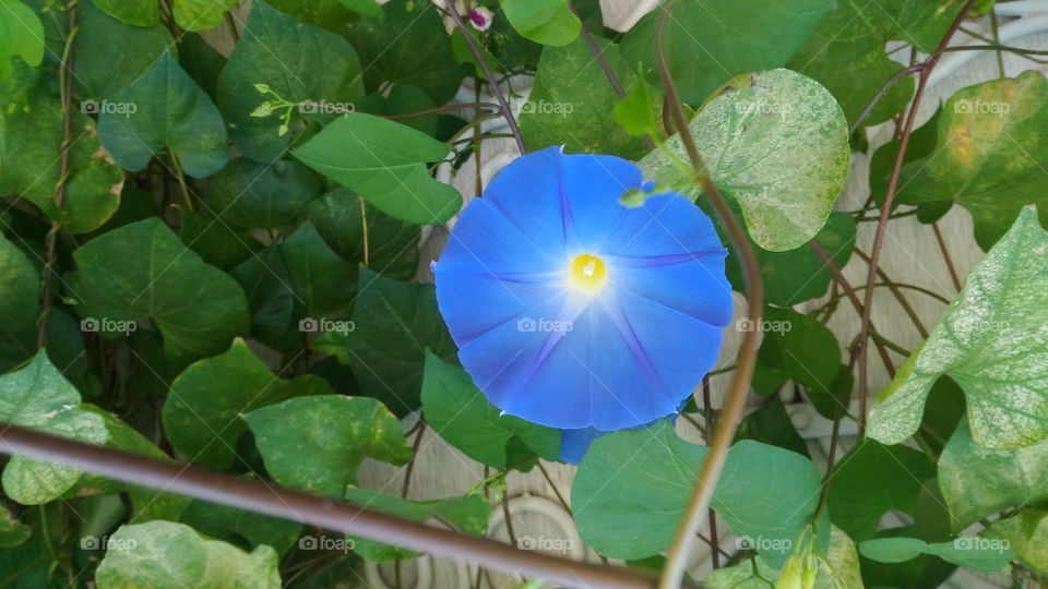 флора.цветы.синий.зеленый.природа.