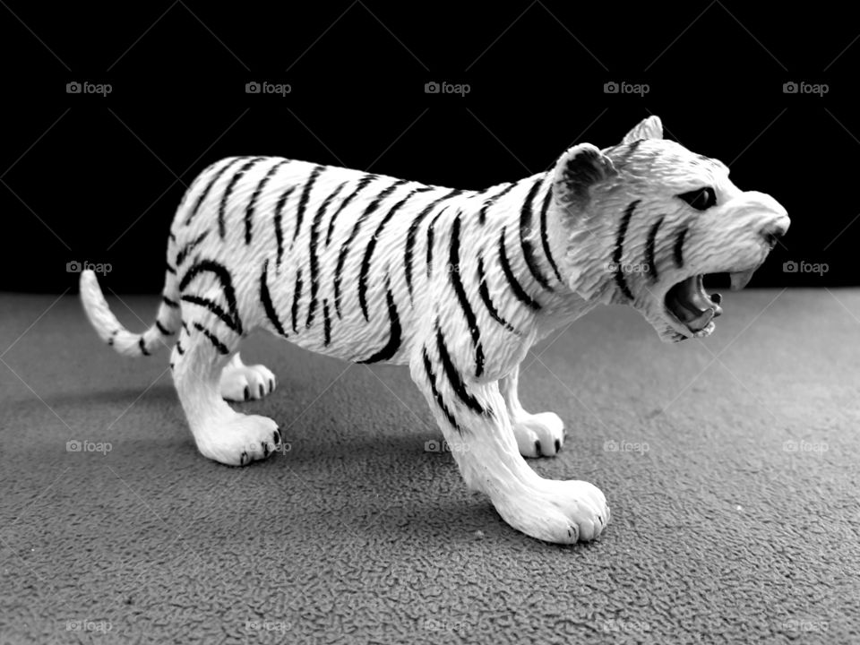 white tiger🐾