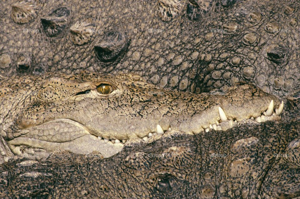 animal brown zoo alligator by poorguy2
