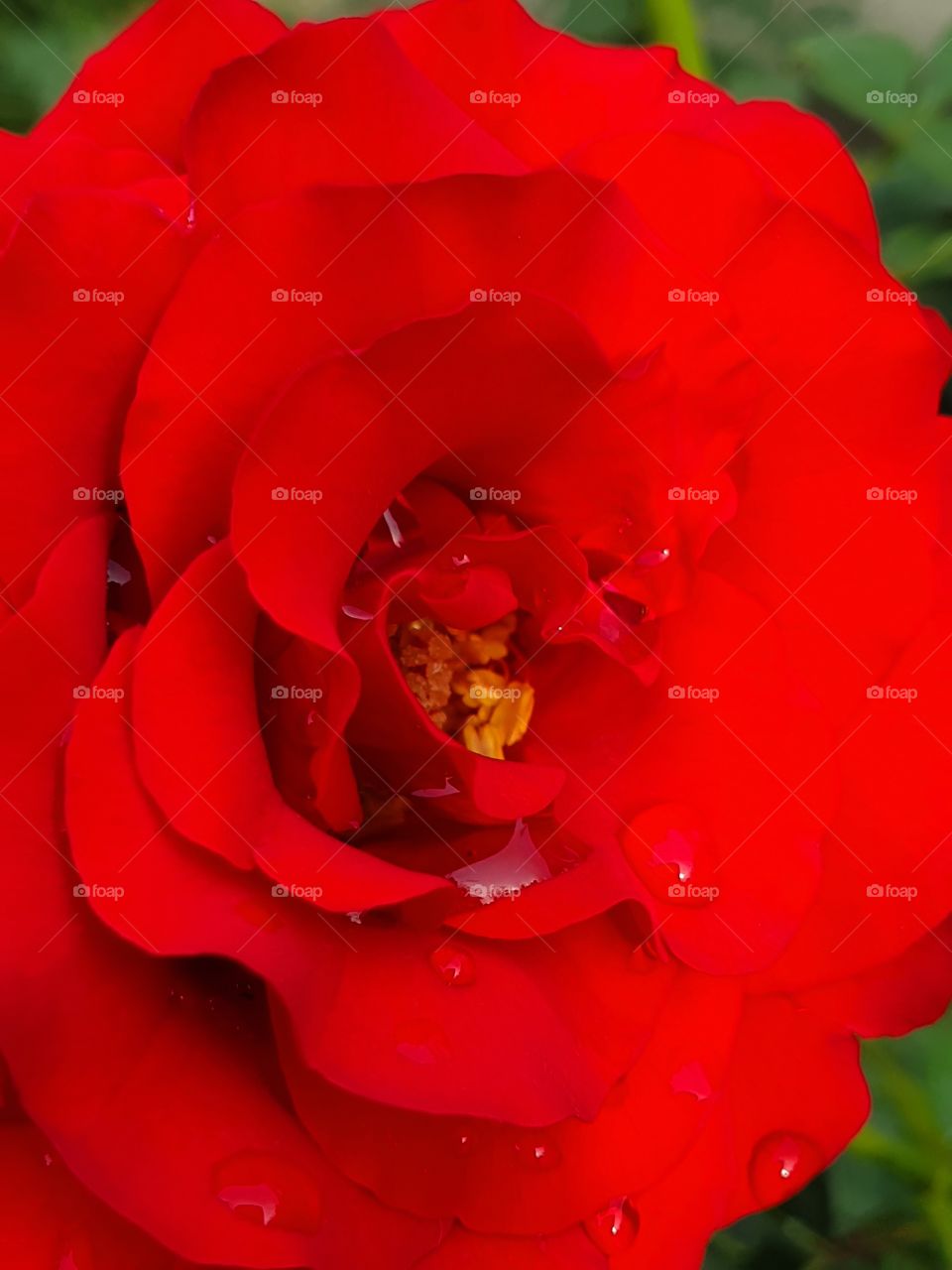 red rose after the rain closeup