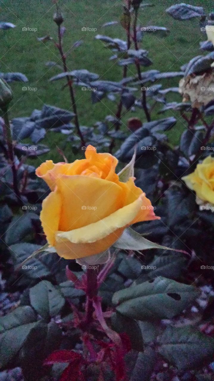 roses are yellow