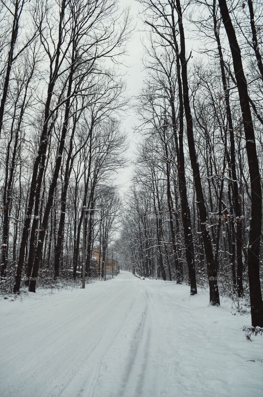 A snowy road leading through the forest. Snow and ice everywhere. Foggy and snowy day. 