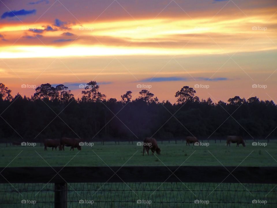 cows in sunset. cows in sunset