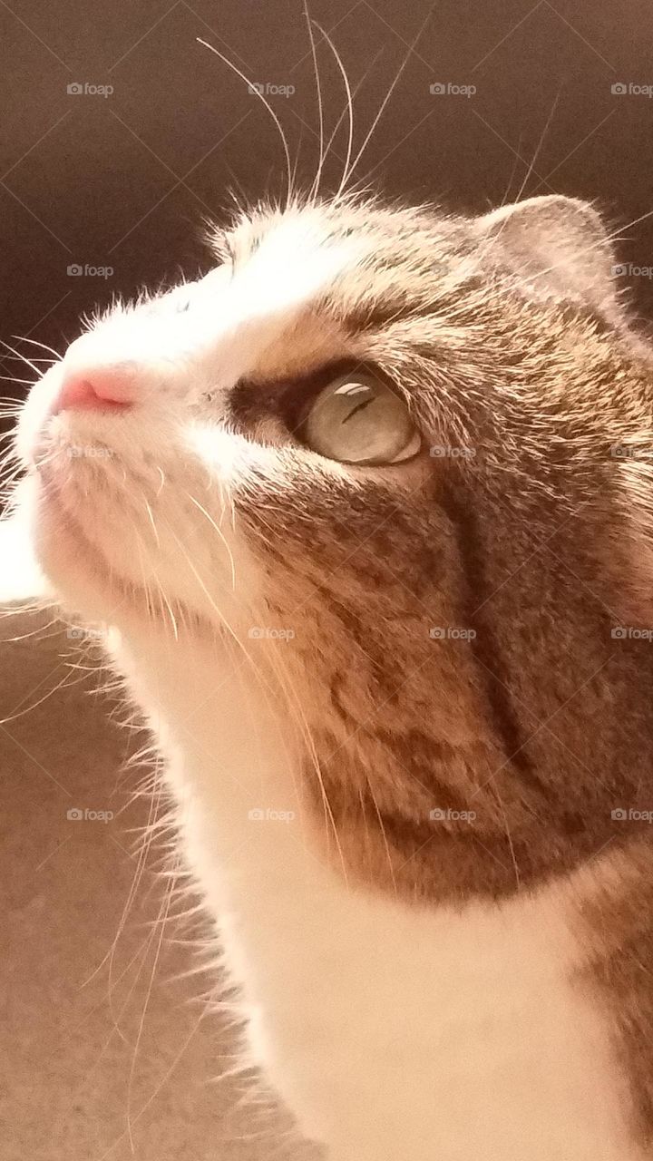 A very cute tabby cat is looking up at something intently. She is on her balcony and the sun is shining on her face.