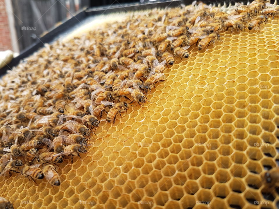 Bees honeycomb