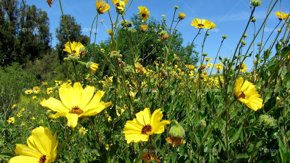 Wild field flowers