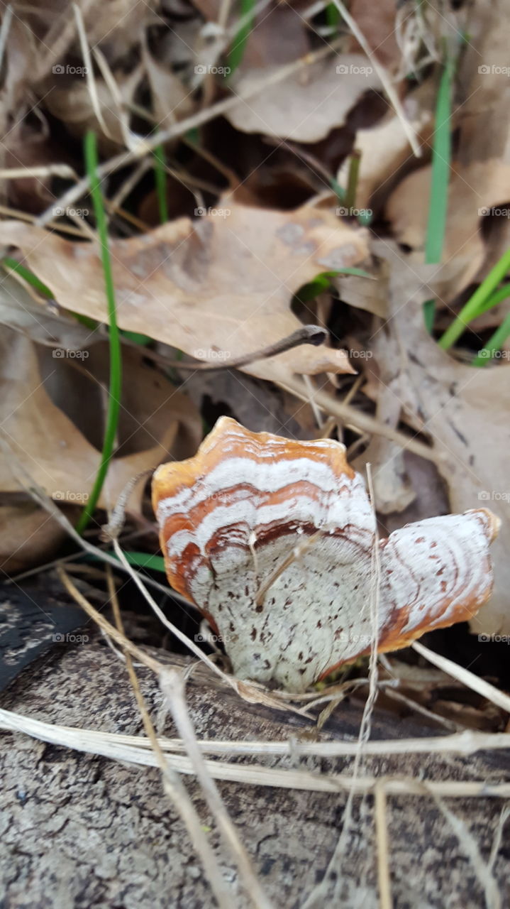 turkey tail fungus