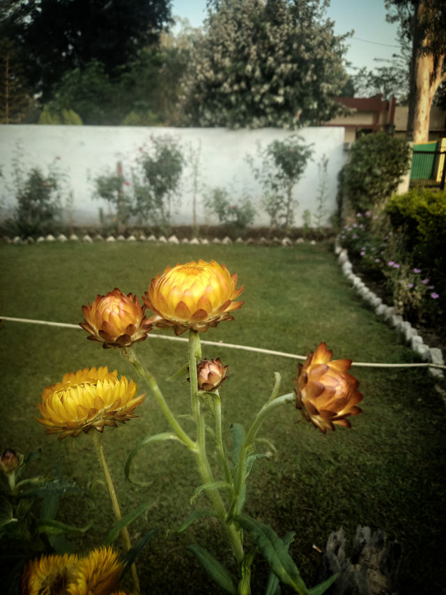 garden