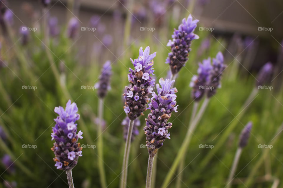 Lavender Flowers