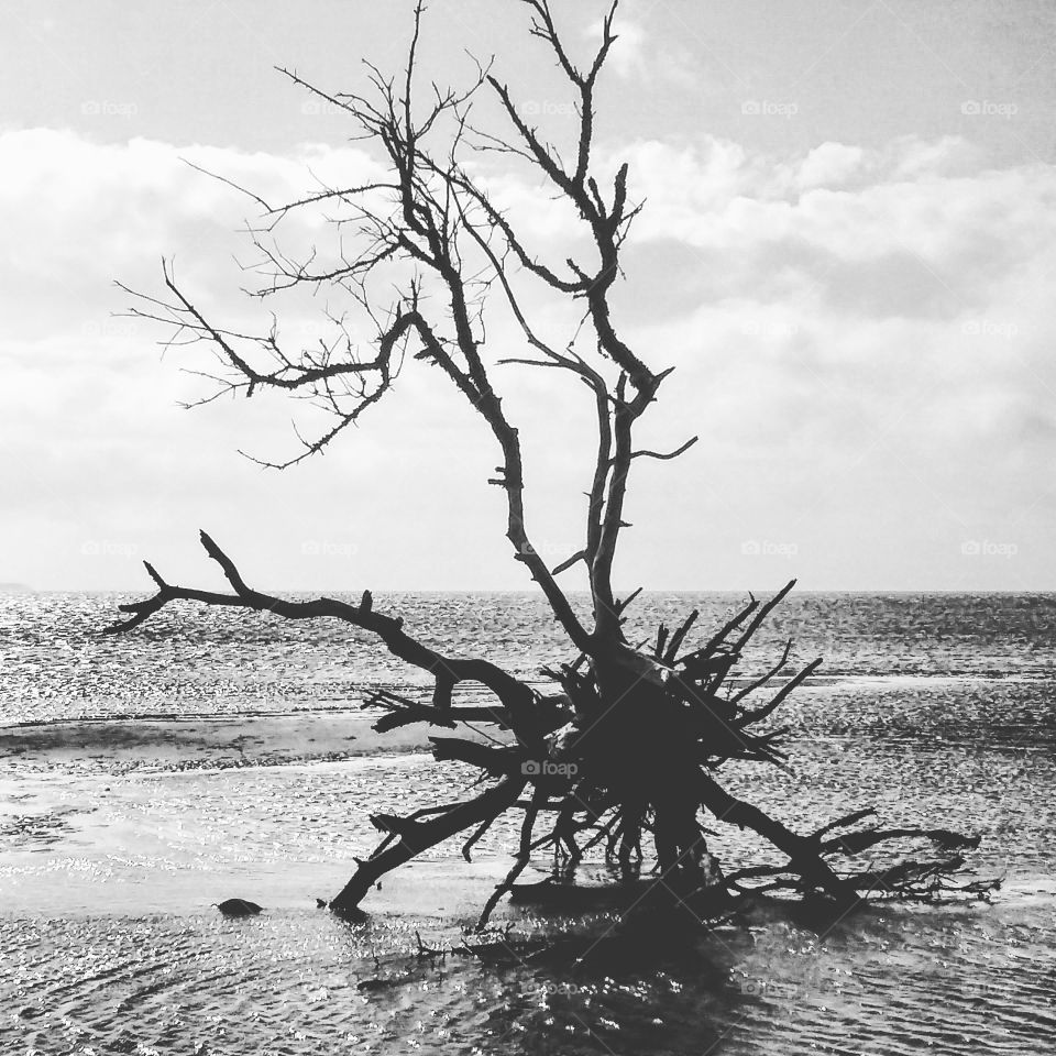 Dead root on the sound shore.