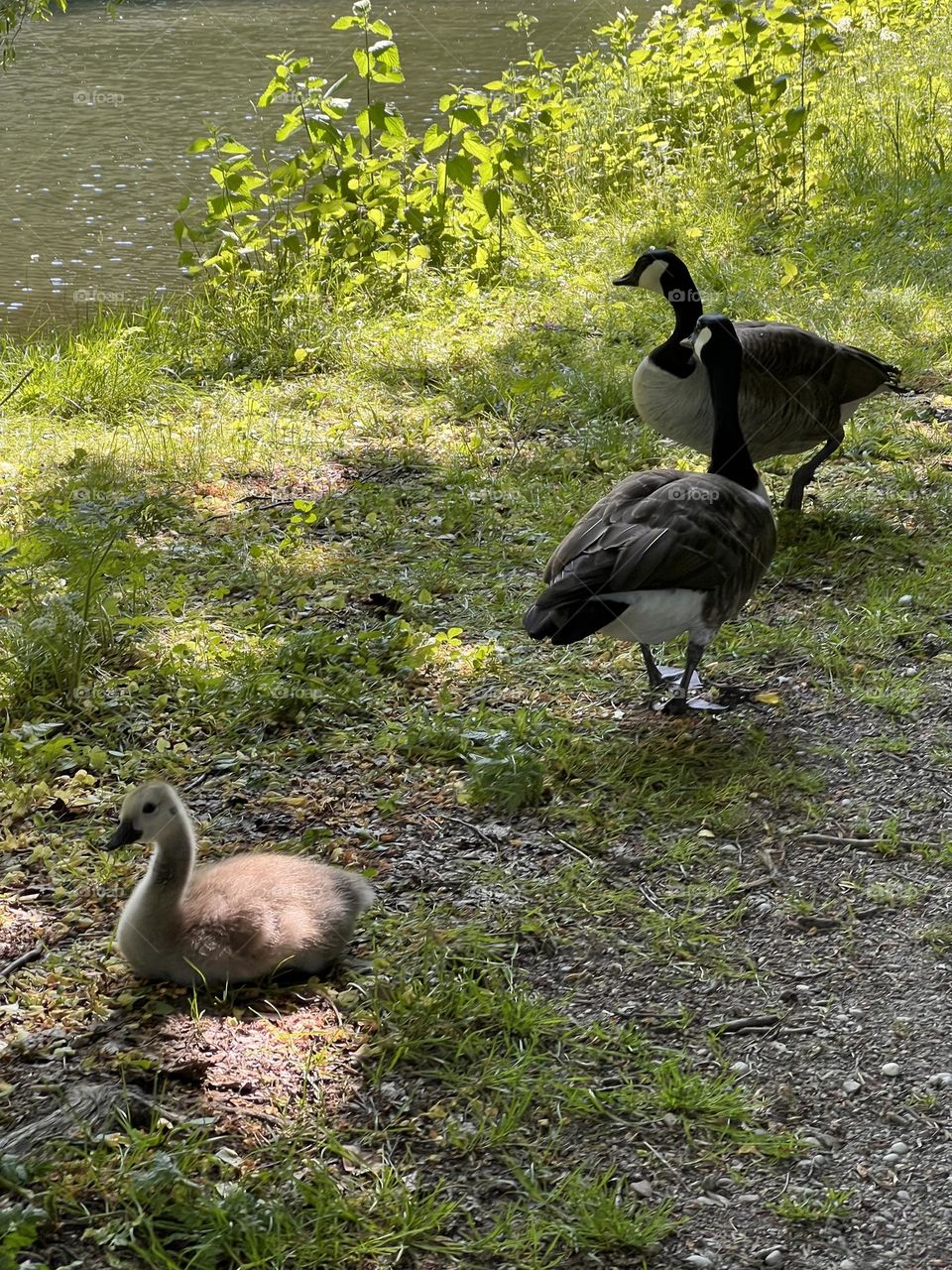 Geese family. Two geese and a baby enjoying a stroll together