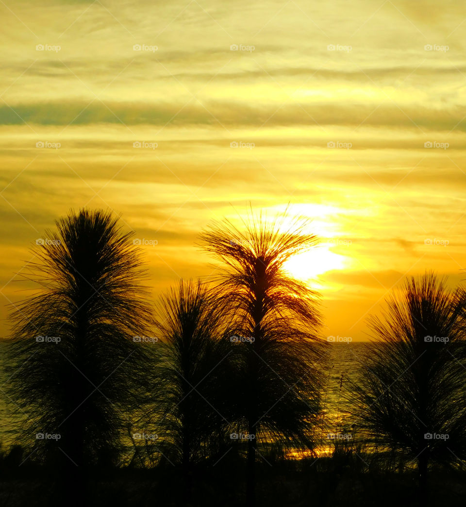 Silhouette of trees during sunset