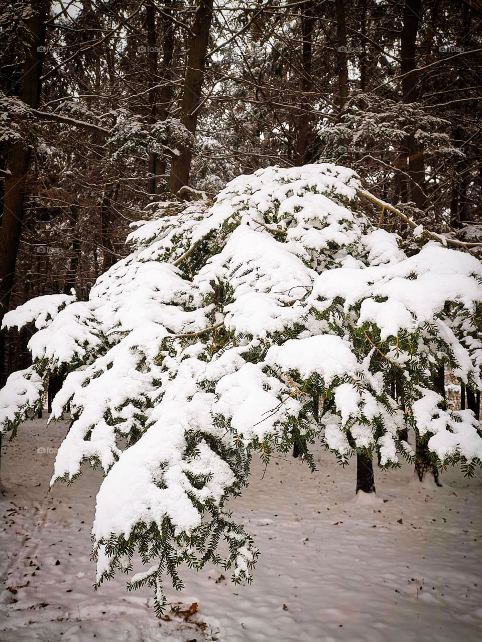 Winter in the forest.  The spruce branch bent under the weight of the snow