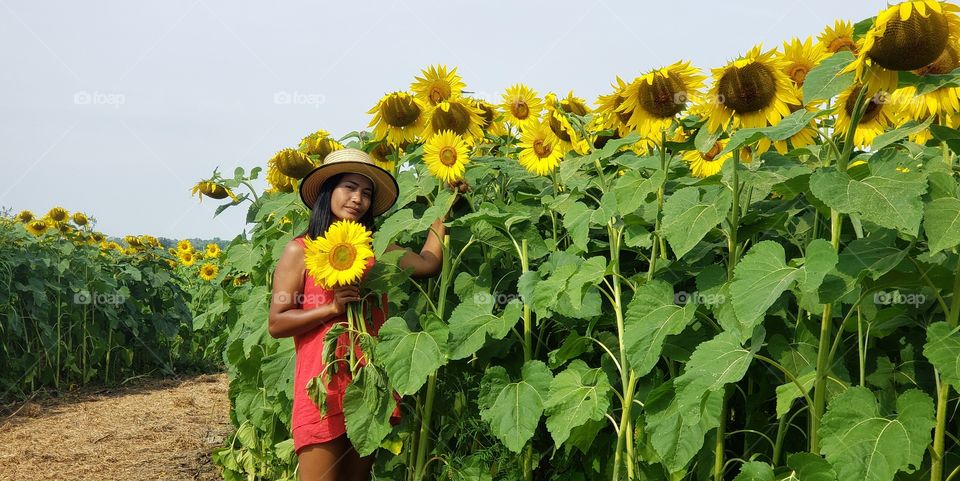 Summer in the sunflowers