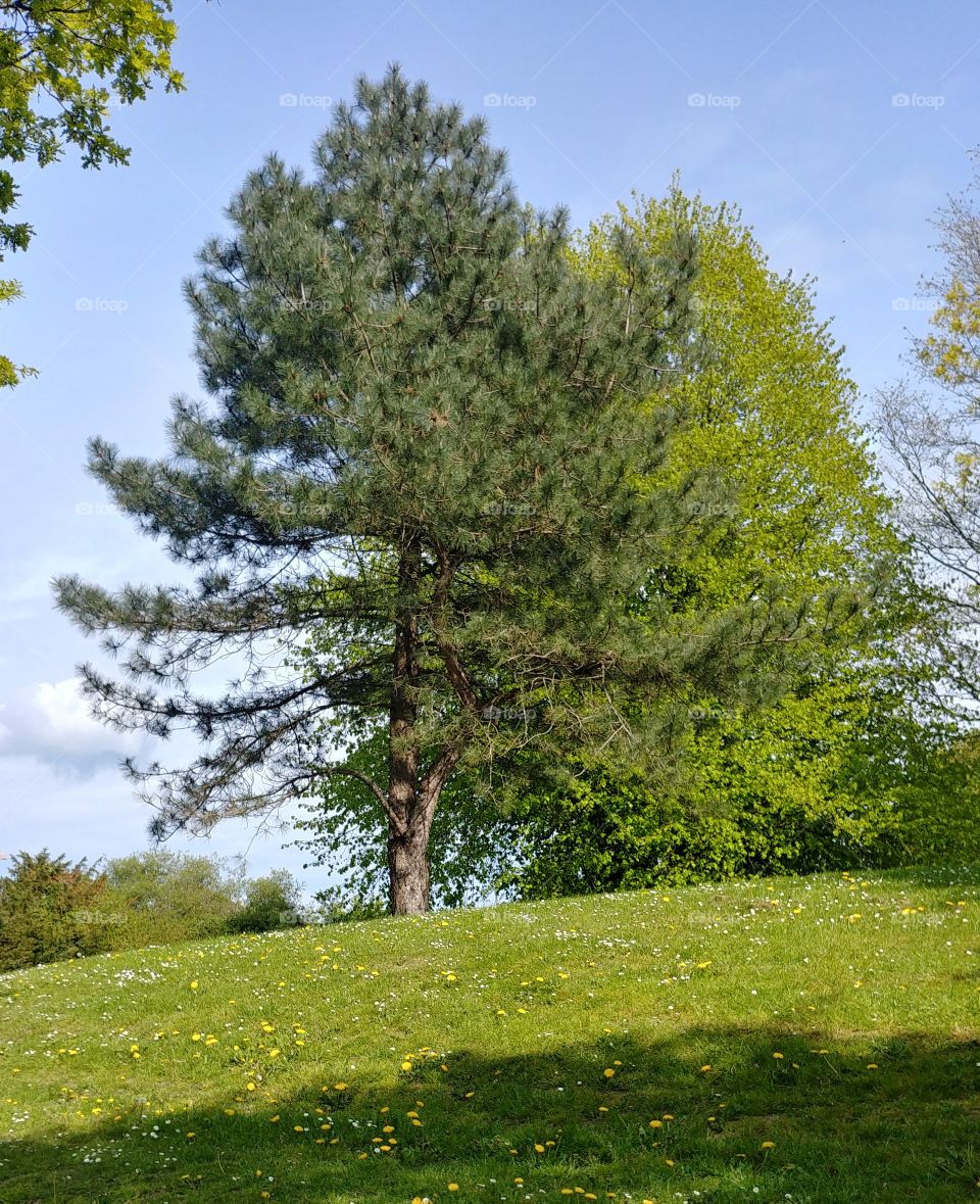 baum park hügel. Lichtung