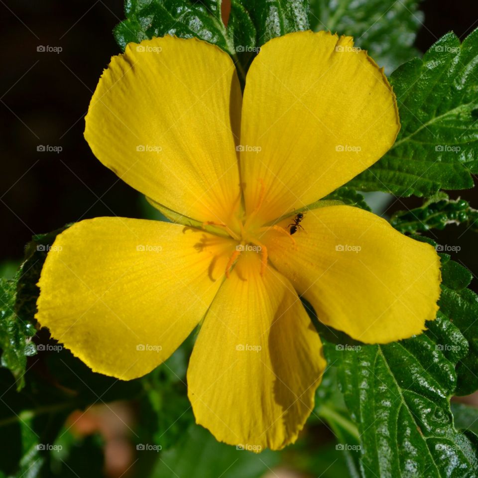 ant pollination. ant pollinating the garden, cuban or beach buttercup
