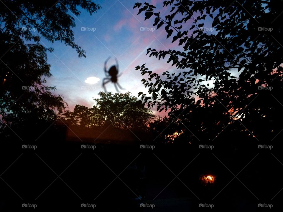 Spider in sky