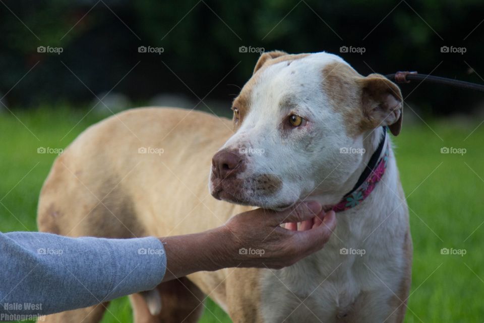 Mammal, Dog, Pet, Grass, Portrait