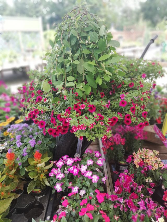 flowers