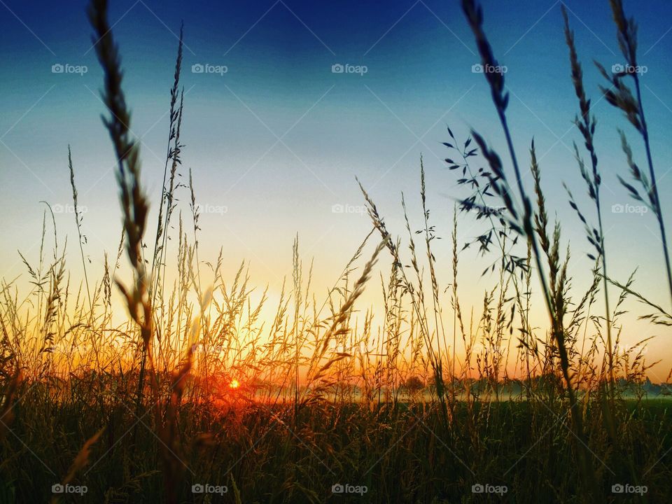 Rural sunrise or sunset behind the silhouettes of high grass