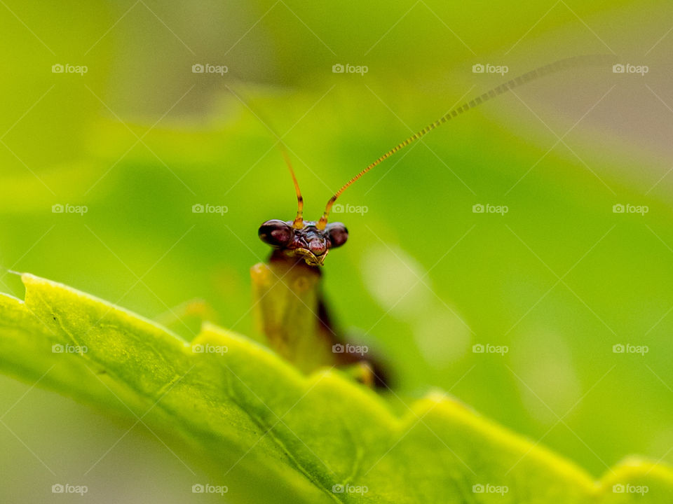 Mantises are an order of insects that contains over 2,400 species in about 430 genera in 15 families. Mantises are distributed worldwide in temperate and tropical habitats. They have triangular heads with bulging eyes supported on flexible necks.