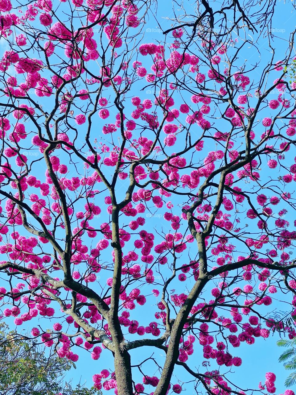 tree with pink flowers