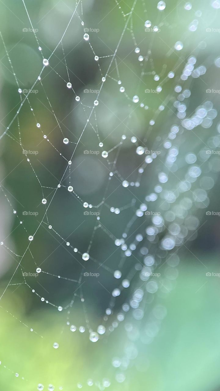 Spider web