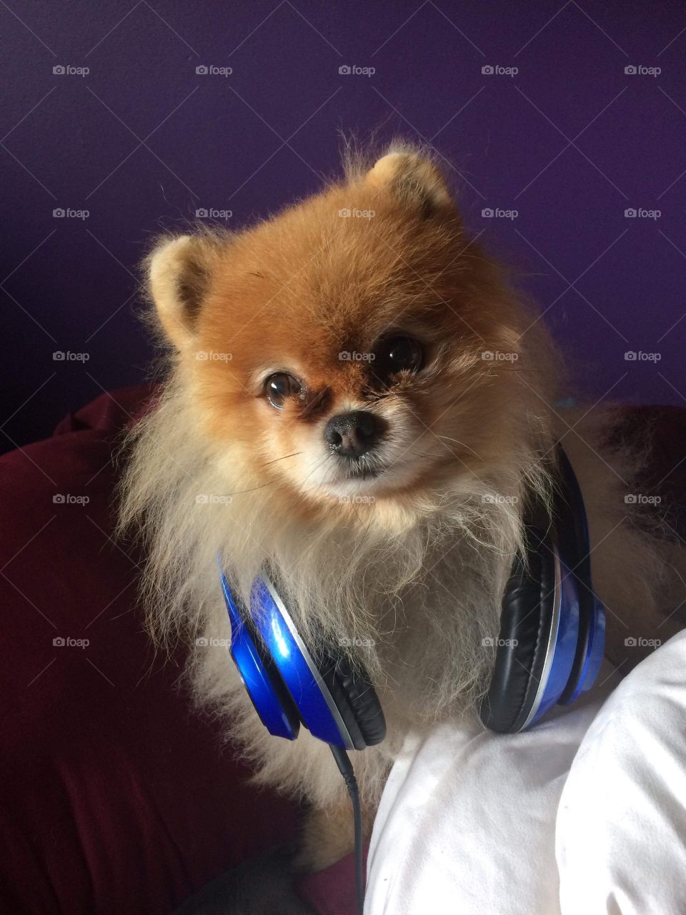 Dog with headphones 