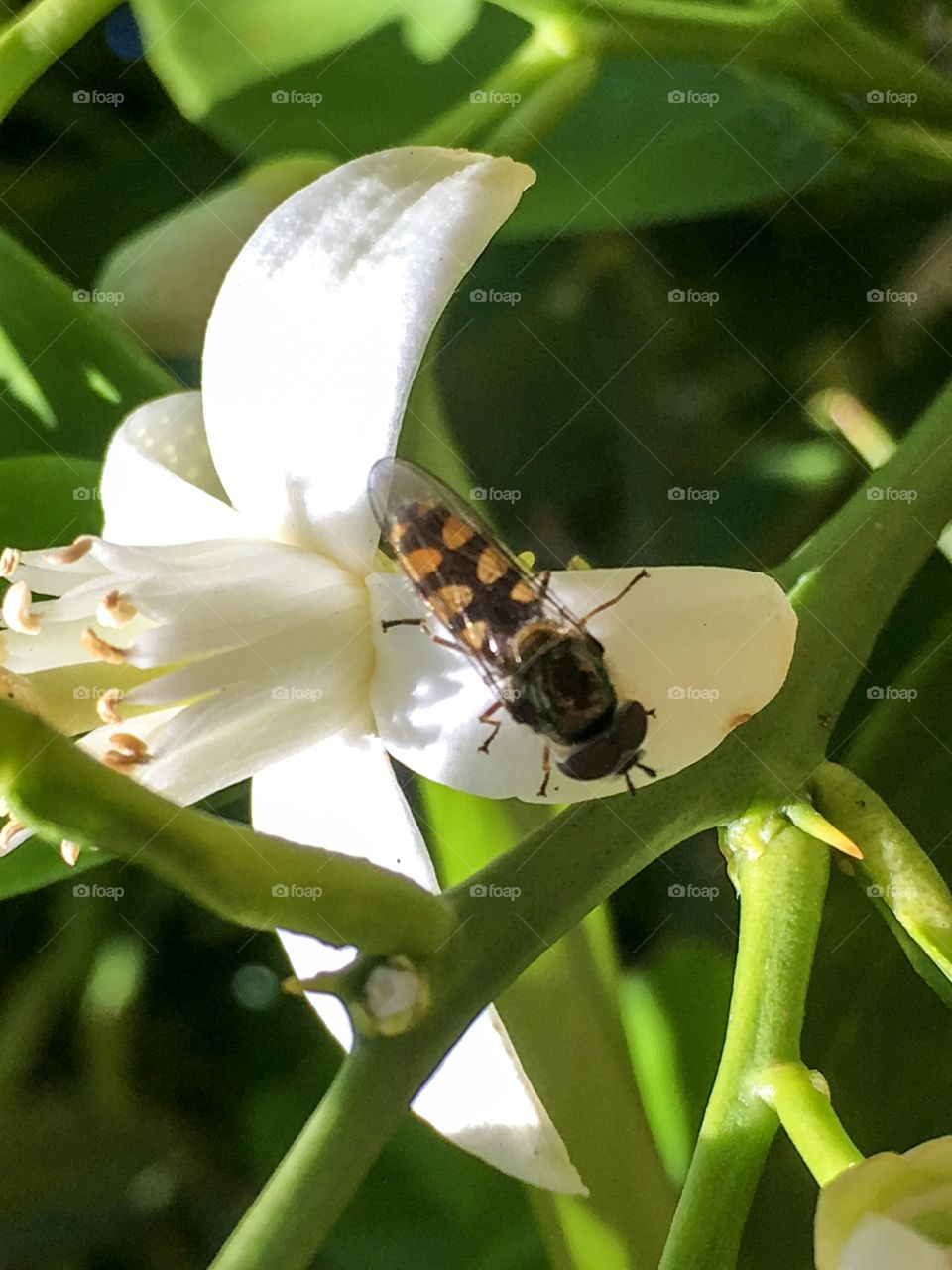 Closeup view of bright yellow and black bee pollinating blossom and gathering nectar in south Australia 