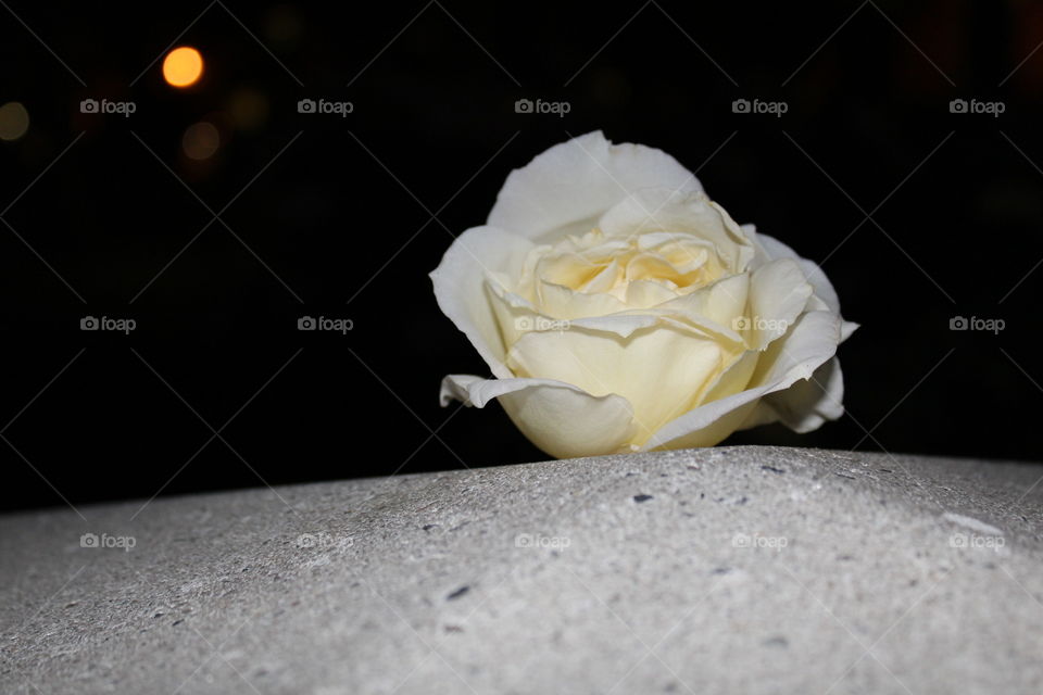 white rose