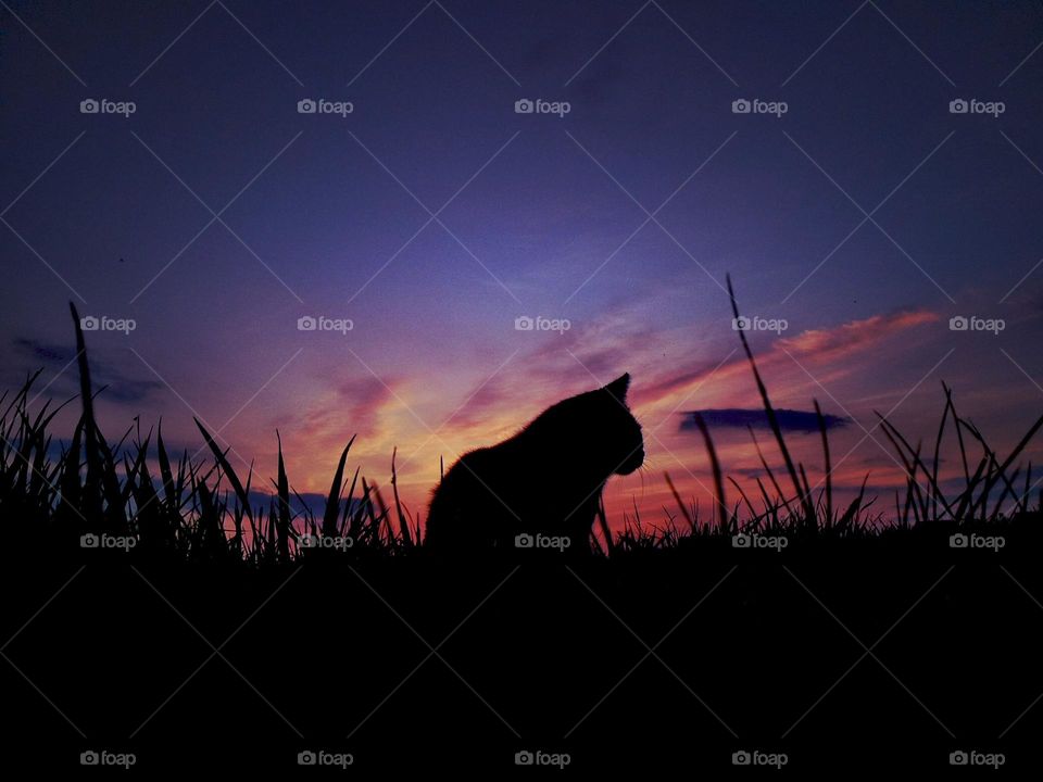 Cat silhouette on sunset background