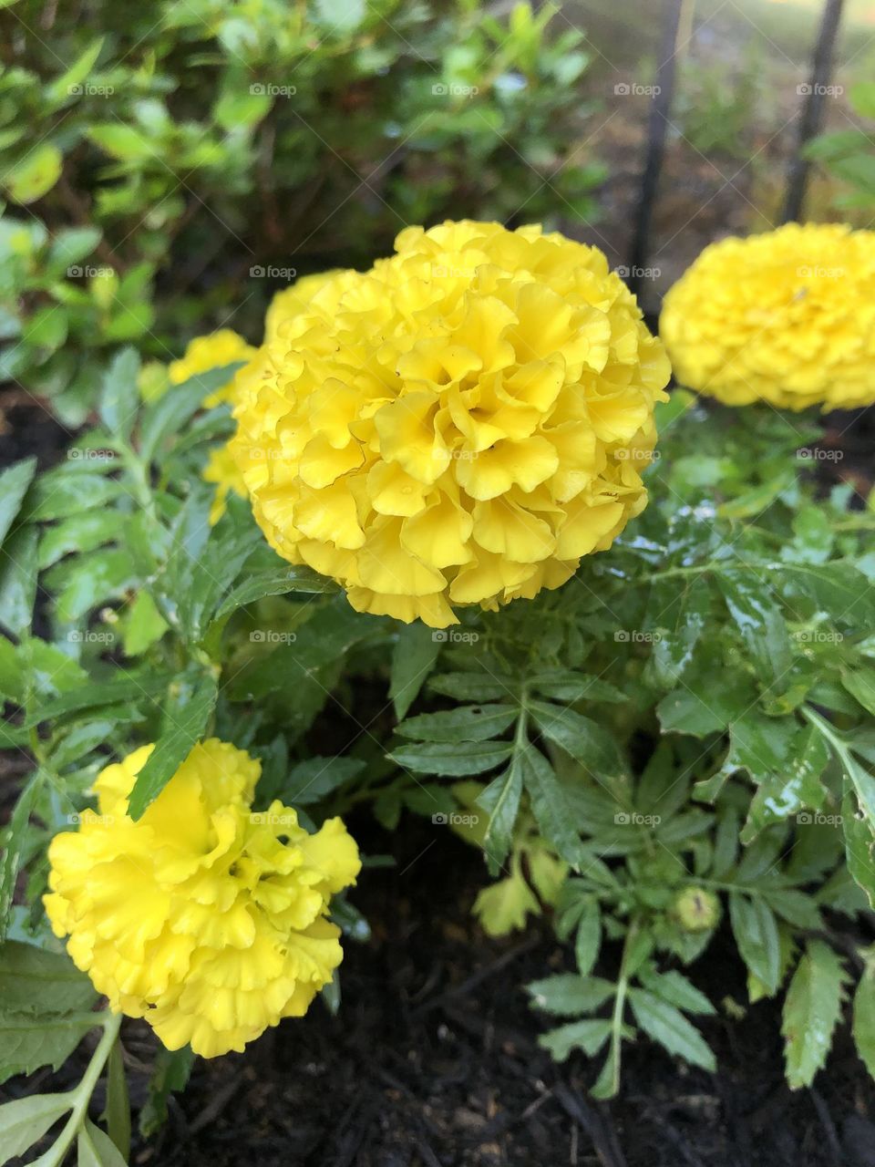 Yellow marigolds 