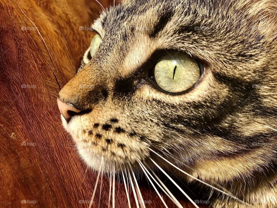 Close up of the face of a brown tabby cat